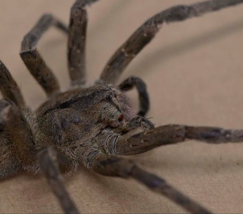 Brazilian Wandering Spider, yang juga dikenal sebagai laba-laba pisang, merupakan spesies laba-laba paling berbahaya di dunia. Laba-laba ini terkenal dengan agresivitasnya dan gigitan yang sangat beracun.