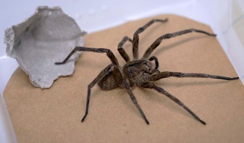 Laba-laba dengan nama ilmiah Phoneutria, yang berarti 'Pembunuh' dalam bahasa Yunani, memiliki racun laba-laba paling kuat.