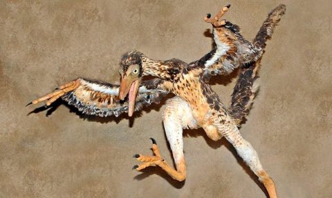 Benarkah Burung Kutilang Keturunan Dinosaurus yang Hidup 125 Juta Tahun Lalu? Ini Hasil Analisis Ilmuwan