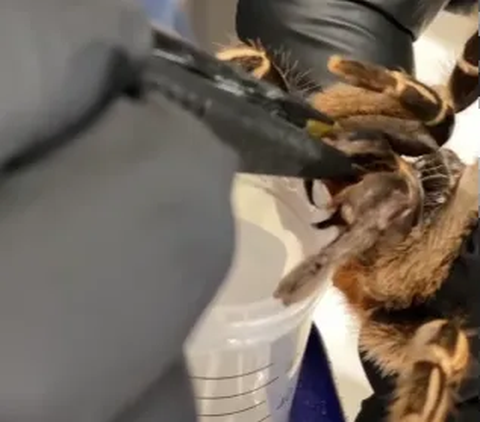 Ilmuwan di Negara Ini sedang Sibuk Teliti Racun Laba-laba Jadi Obat Mujarab Lemah Syahwat