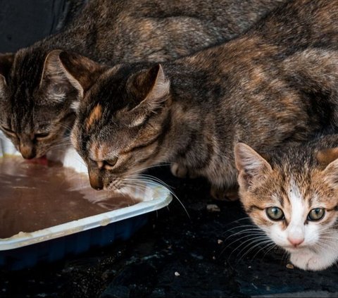 Dry Food Atau Wet Food? Ini Makanan Yang Bagus Untuk Kucing Kesayanganmu