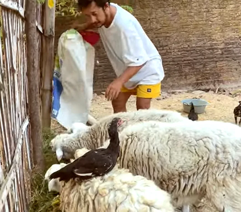 Begini Potret Keseharian Isa Bajaj, dari Memberi Pakan Kambing Sampai Belanja ke Pasar