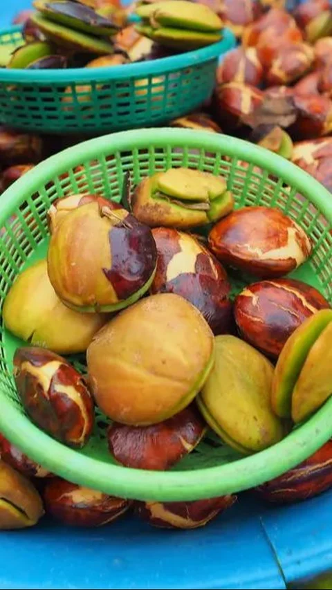 <b>Mengenal Jengkol. Buah Kontroversial dalam Kuliner Indonesia</b>