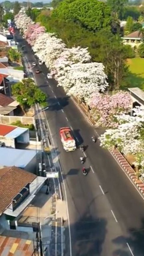 Viral Jalanan di Magelang Dipenuhi Bunga Tabebuya Bermekaran, Serasa di Luar Negeri