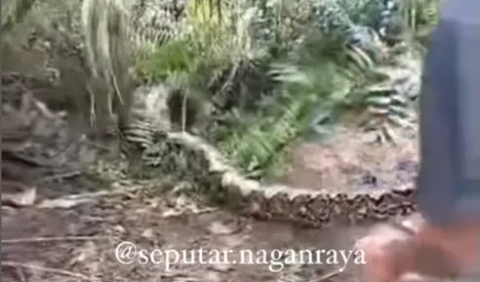 Giant Python Snake in Aceh