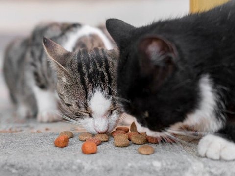 Ibu Hamil dan Kucing Kesayangan: Mitos dan Fakta