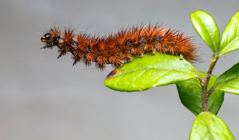 Bertemu Seekor Ulat Merah