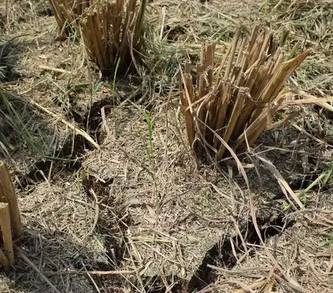 Tak Hanya Cabai, Harga Bawang Merah dan Putih Kompak Naik Gara-Gara El Nino