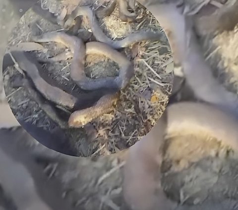 Viral Video of Dozens of Giant Snakes Burned in Mount Sindur After Land Fire, Turns Out They Used to...