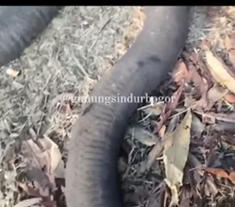 Viral Video of Dozens of Giant Snakes Burned in Mount Sindur After Land Fire, Turns Out They Used to...