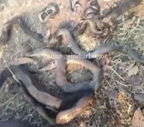 Viral Video of Dozens of Giant Snakes Burned in Mount Sindur After Land Fire, Turns Out They Used to...