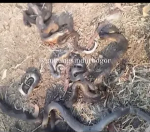 Viral Video of Dozens of Giant Snakes Burned in Mount Sindur After Land Fire, Turns Out They Used to...