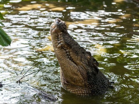 Naas Nelayan Asal Sulawesi Tewas Diterkam Buaya di Perairan Australia, Begini Kronologinya