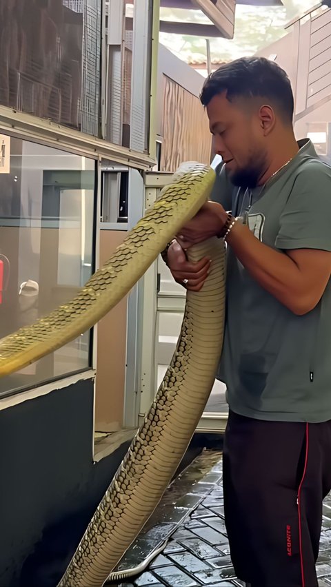 Current Condition of 5-Meter-Long King Cobra in Kalimantan, Garaga Loses Big.