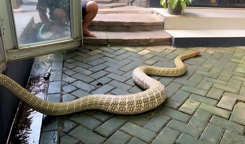 Ular King Kobra Raksasa dari Kalimantan Tengah