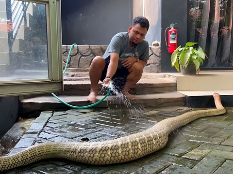 Panji Petualang Mandikan King Kobra Kalimantan