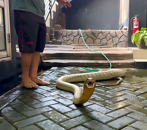 Masih Ingat King Kobra Kalimantan yang Dipelihara Panji Petualang? Sekarang Ukurannya Mengerikan! Garaga Tidak Ada Apa-apanya