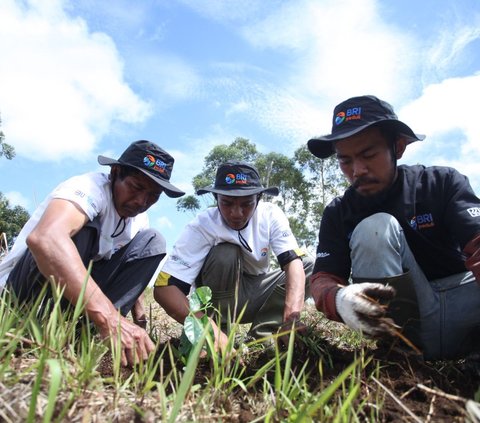 Jaga Kelestarian Danau Toba, BRI Peduli 'Grow & Green' Tanam 2.500 Bibit Pohon di Samosir