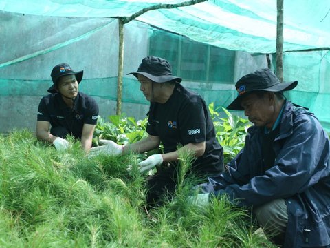 Jaga Kelestarian Danau Toba, BRI Peduli 'Grow & Green' Tanam 2.500 Bibit Pohon di Samosir