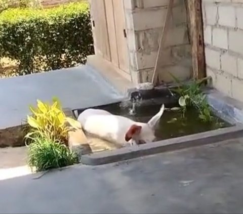 Pig Enters Resident's Yard, Hilarious Child's Voice at the End of the Video