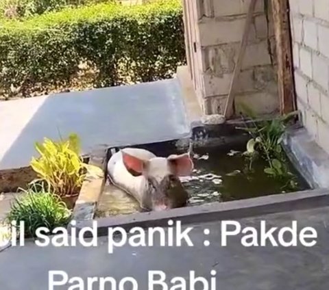 Pig Enters Resident's Yard, Hilarious Child's Voice at the End of the Video
