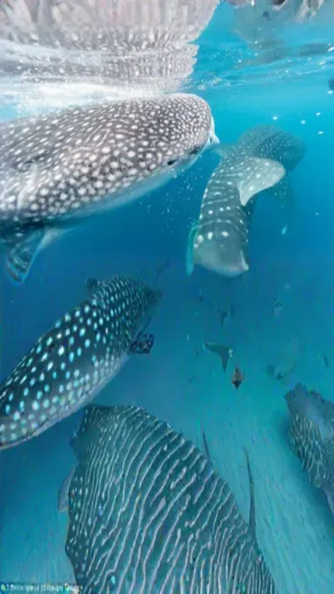 5 Spesies Laut Terbesar di Dunia, Beratnya Mencapai Puluhan Ton