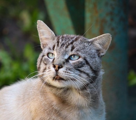 Daftar Obat Cacing Kucing yang Ampuh, Lengkap dengan Cara Penggunaannya