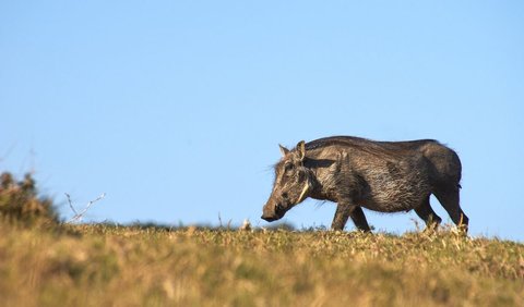 <b>Pelaksanaan Mangalang Babi Ambat</b>