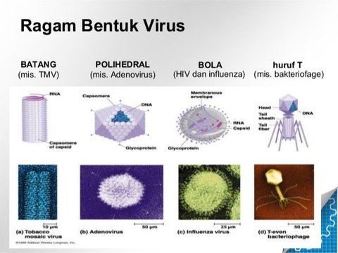 Bentuk Virus, Ukuran, dan Komposisi Kimiawinya yang Menarik Dipelajari