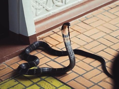 Strange But True! Video of a Cobra Snake Entering a Resident's House, Initially Fierce but Immediately Subdued after Being Greeted with the Salutation and Prayer of Prophet Sulaiman