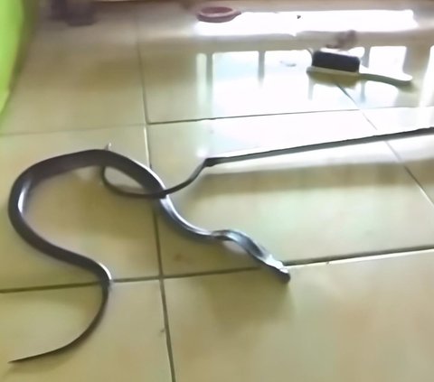 Strange But True! Video of a Cobra Snake Entering a Resident's House, Initially Fierce but Immediately Subdued after Being Greeted with the Salutation and Prayer of Prophet Sulaiman