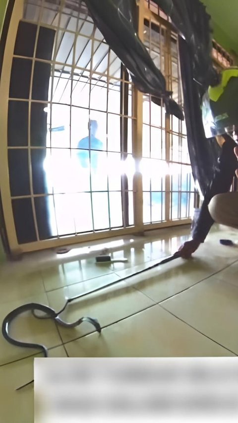 Strange But True! Video of a Cobra Snake Entering a Resident's House, Initially Fierce but Immediately Subdued after Being Greeted with the Salutation and Prayer of Prophet Sulaiman