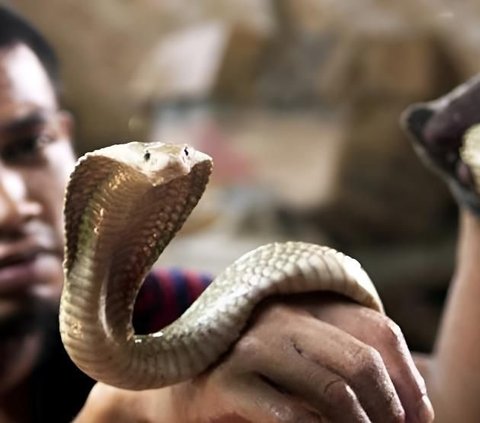 Strange But True! Video of a Cobra Snake Entering a Resident's House, Initially Fierce but Immediately Subdued after Being Greeted with the Salutation and Prayer of Prophet Sulaiman