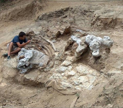 Para peneliti mengidentifikasi dinosaurus ini dari hasil pemeriksaan fosil-fosil dinosaurus yang ditemukan di Morella, kota di wilayah otonom Valencia, Spanyol timur.