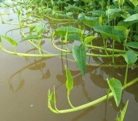 Penyakit Mulut dan Kuku Hewan Ternak Ternyata Bisa Diobati Pakai Kangkung, Begini Caranya