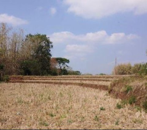 Embung di Karanganyar Ini Sudah Lima Bulan Kering Tanpa Air, Kini Ditumbuhi Rumput Liar dan Jadi Tempat Gembala Kambing