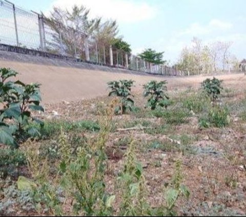 Embung di Karanganyar Ini Sudah Lima Bulan Kering Tanpa Air, Kini Ditumbuhi Rumput Liar dan Jadi Tempat Gembala Kambing