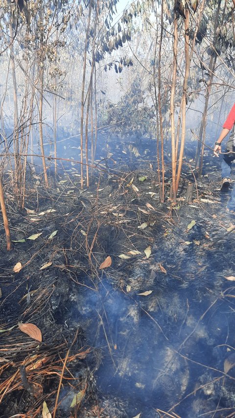 Sepanjang 2023, 34 Orang Ditetapkan Tersangka Kebakaran Lahan di Riau & Paling Banyak di Rohil