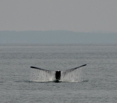 Ilmuwan Ini Meneteskan Air Mata Melihat Sosok Makhluk Laut, Ternyata Ini Sebabnya