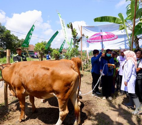 Program Ini Kerek Produktivitas Sapi Banyuwangi