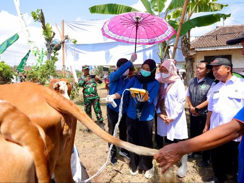 Program Ini Kerek Produktivitas Sapi Banyuwangi