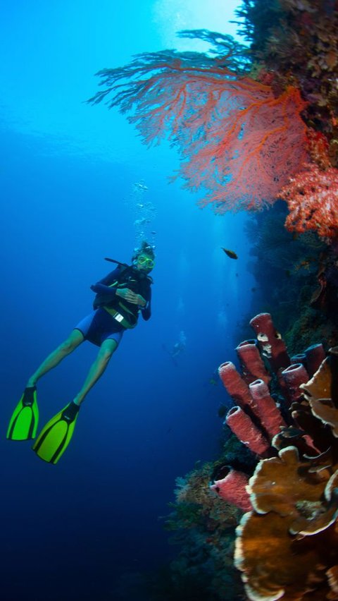 Diving dan Snorkeling