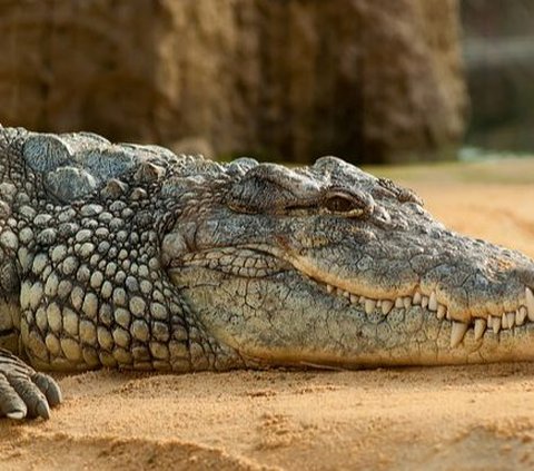 Ia memakan pizza itu di tepi sungai bersama dengan seekor buaya. Terdapat tiga foto yang ia posting dalam akunnya.