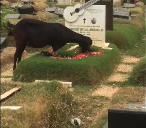 Outrageous Goat on Glenn Fredly's Grave, Unaffected by Pilgrims' Attempts to Drive it Away