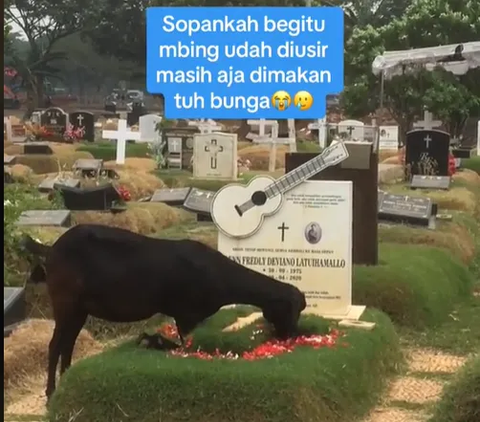 Outrageous Goat on Glenn Fredly's Grave, Unaffected by Pilgrims' Attempts to Drive it Away