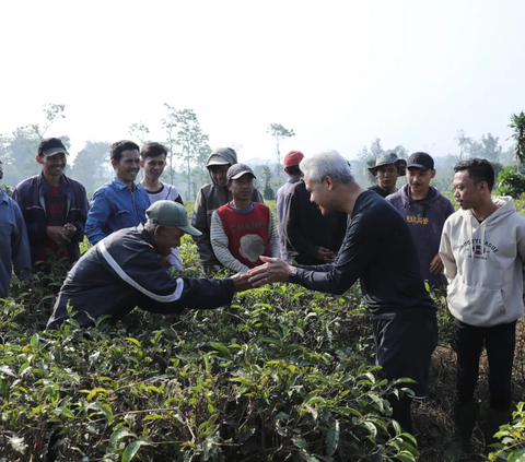 Blusukan ke Kaki Gunung Gede, Ganjar Kursus Singkat Memetik dan Janji Kembangkan Teh Indonesia