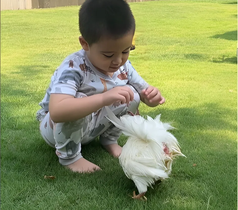 Super Cute! Portrait of Citra Kirana's Son Spoiling Grandfather's Heritage Chicken
