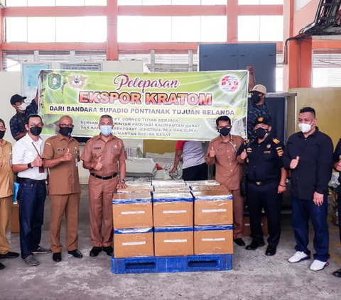 BNN saat ini sedang berkoordinasi dengan Kementerian Kesehatan agar kratom dimasukkan ke dalam jenis narkotika golongan 1. 