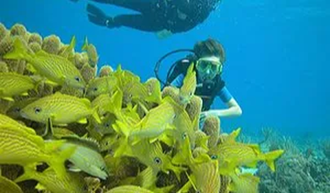 Misalnya saja ekspedisi dasar laut seperti yang dilakukan oleh perusahaan OceanGate.