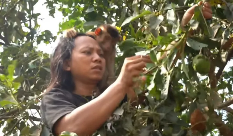 Dalam video, Dede terlihat memulai aksinya dengan mencari ulat bulu di sebuah pohon.